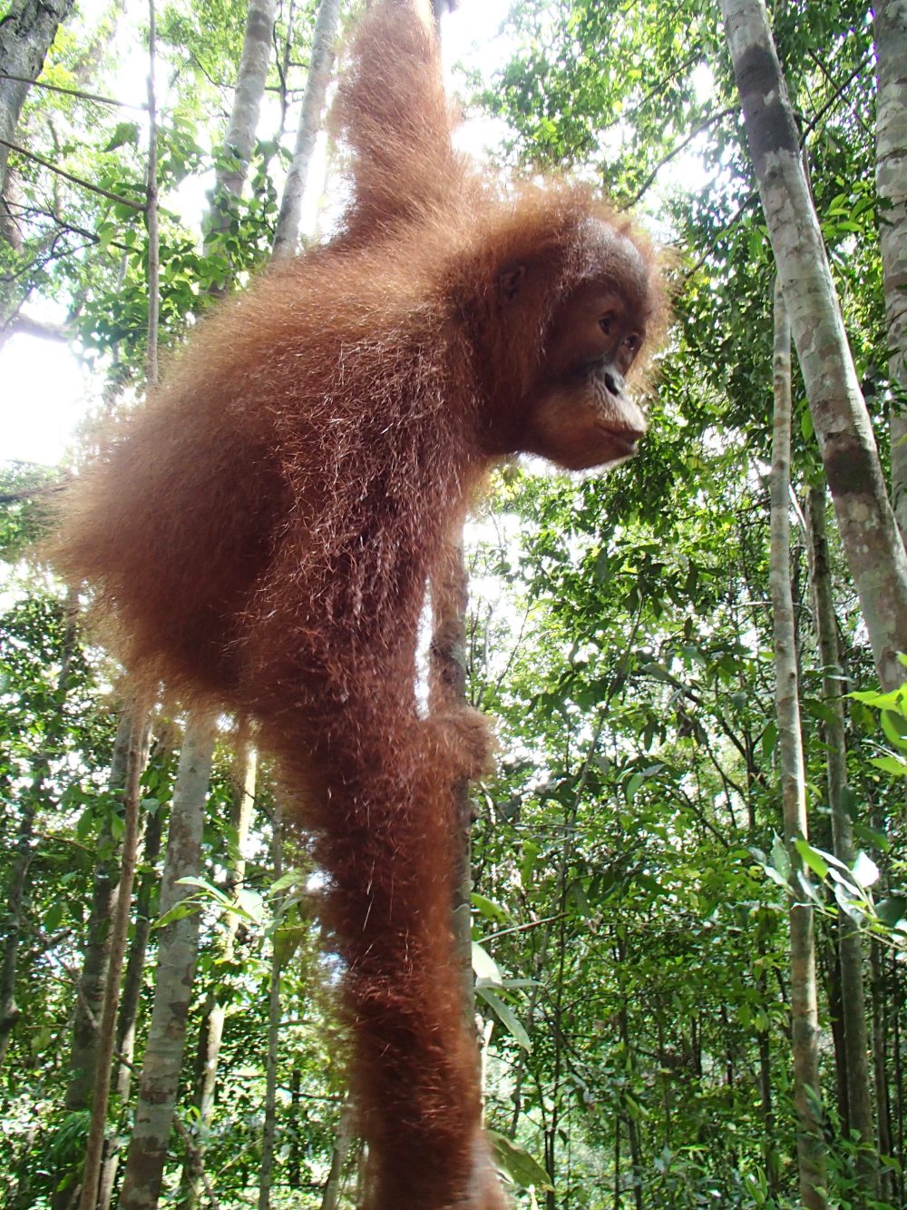 OLYMPUS DIGITAL CAMERA